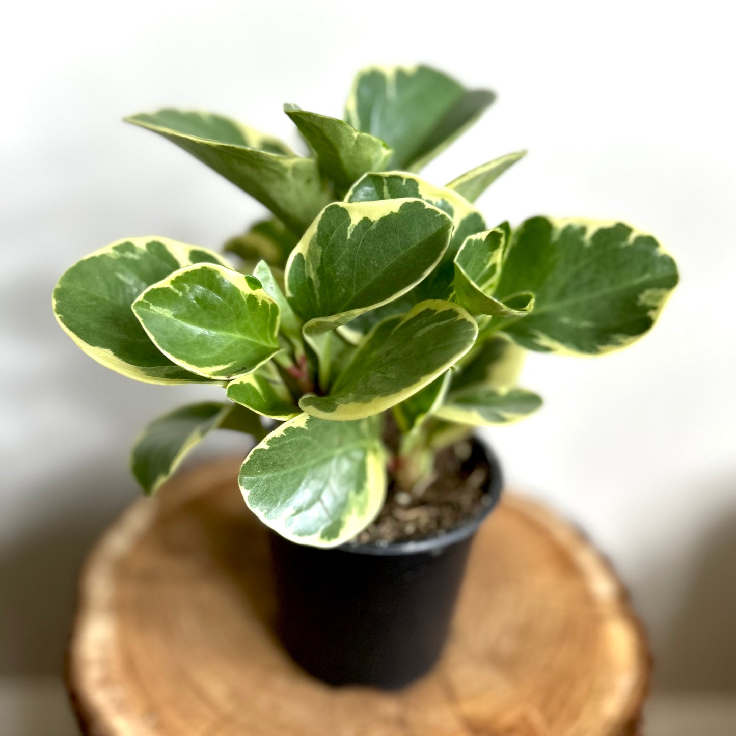 Variegated Peperomia Obtusifolia