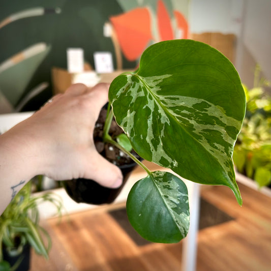 Monstera Bulbasaur