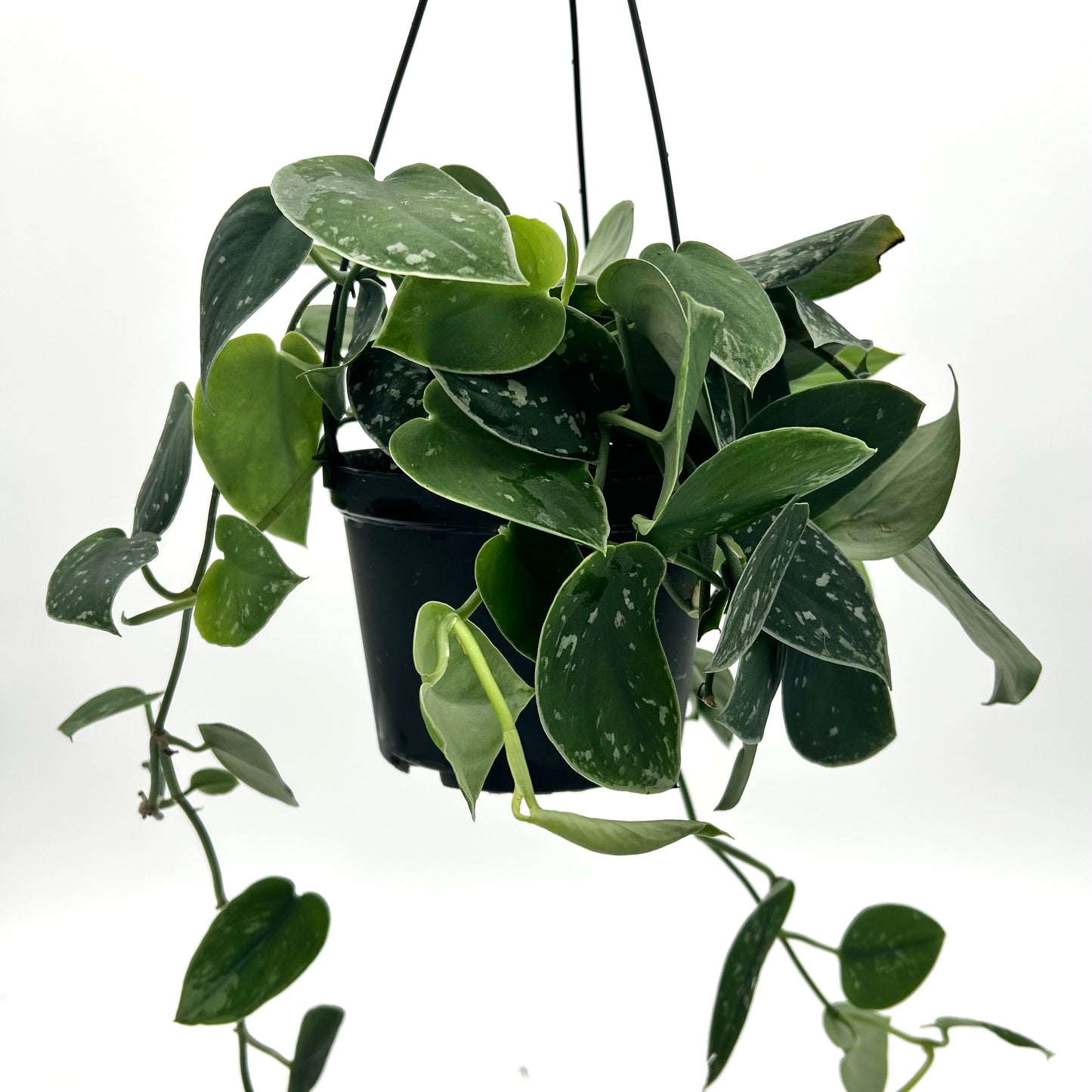 Satin Pothos (Scindapsus Pictus)