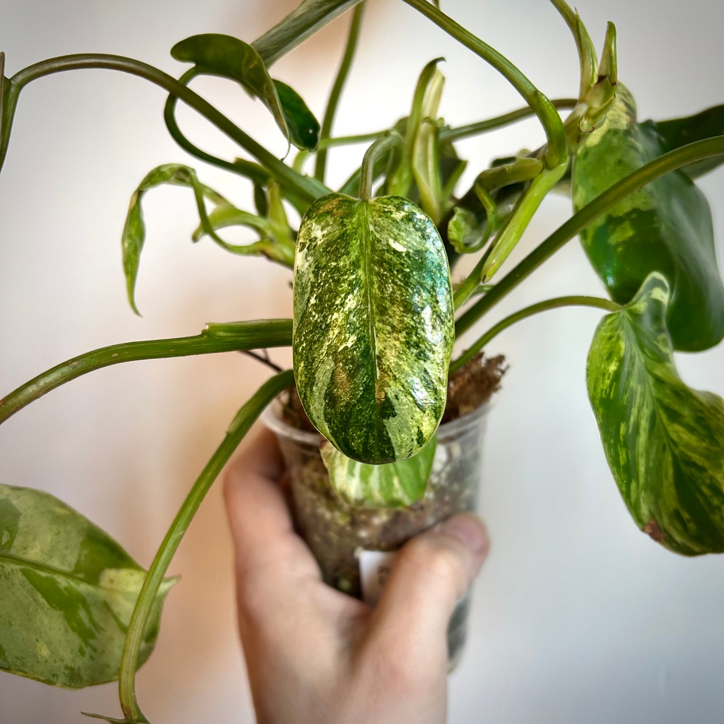 Philodendron 'Emerald King' - Exact Plant