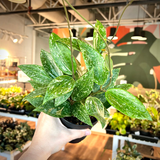 Hoya Rangshan Splash