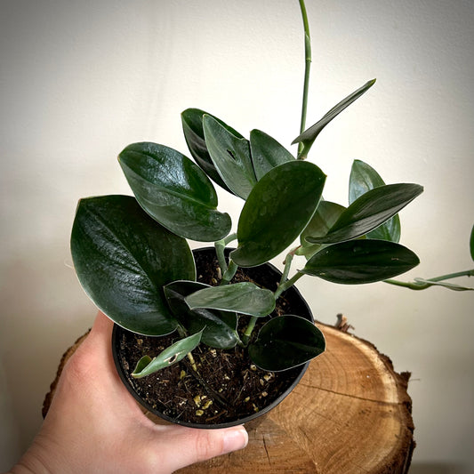 Scindapsus truebii ‘Dark Form’ (Nearly Black Pothos)