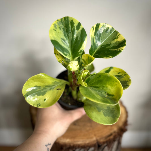 Peperomia Obtusifolia 'Marble'
