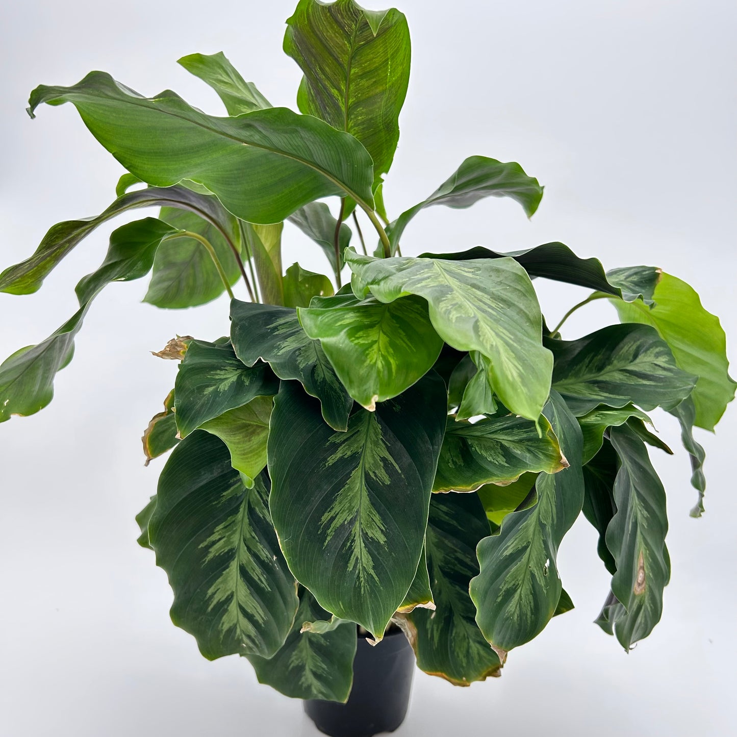 Calathea ‘Misto’