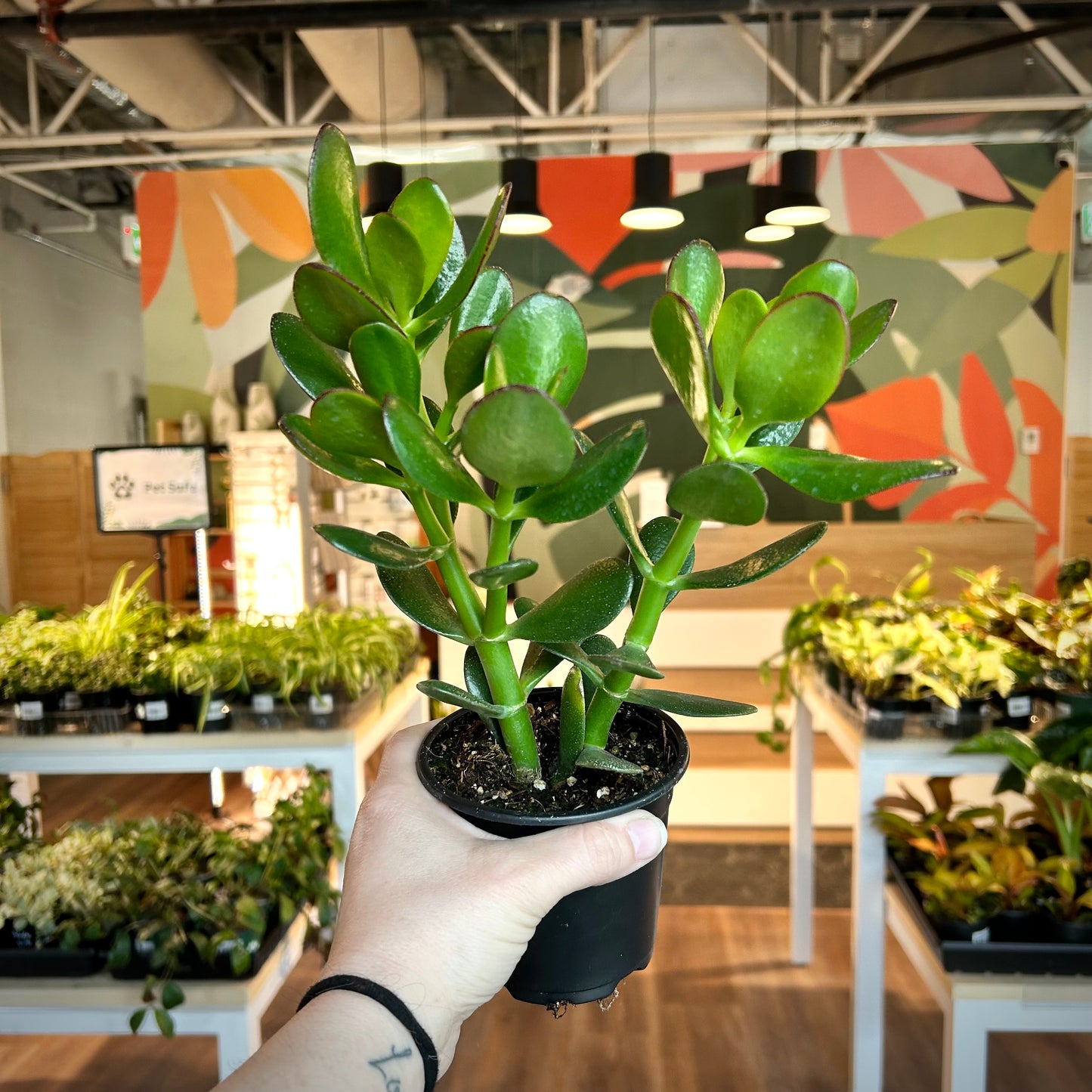 Crassula Ovata / Jade