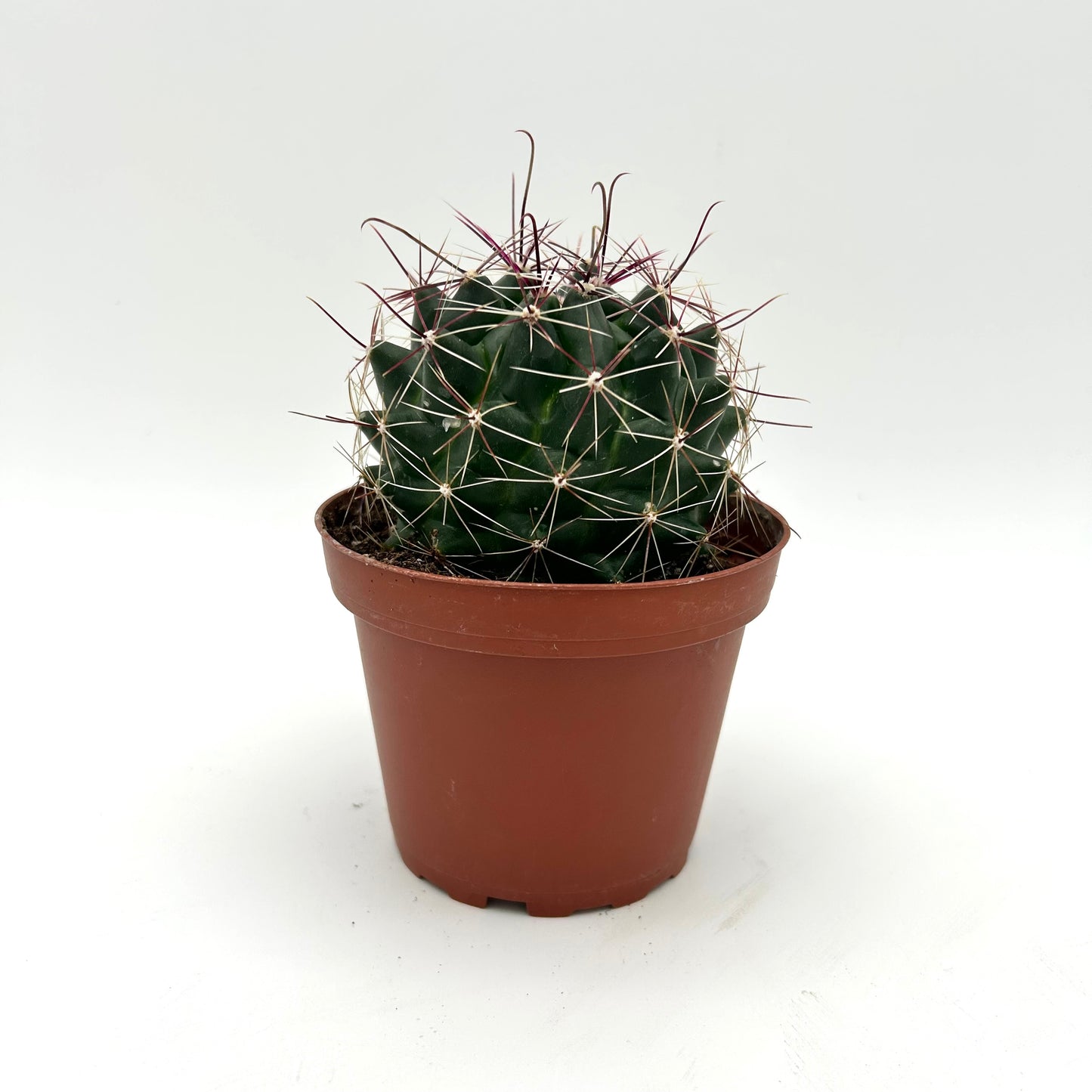 Barrel Cactus (Ferocactus hamatacanthus)