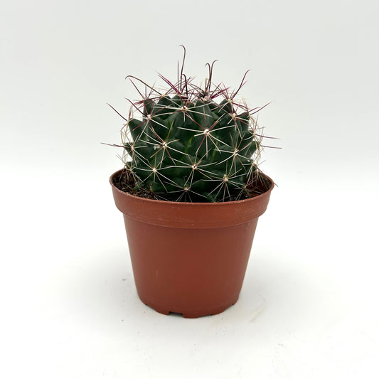 Barrel Cactus (Ferocactus hamatacanthus)