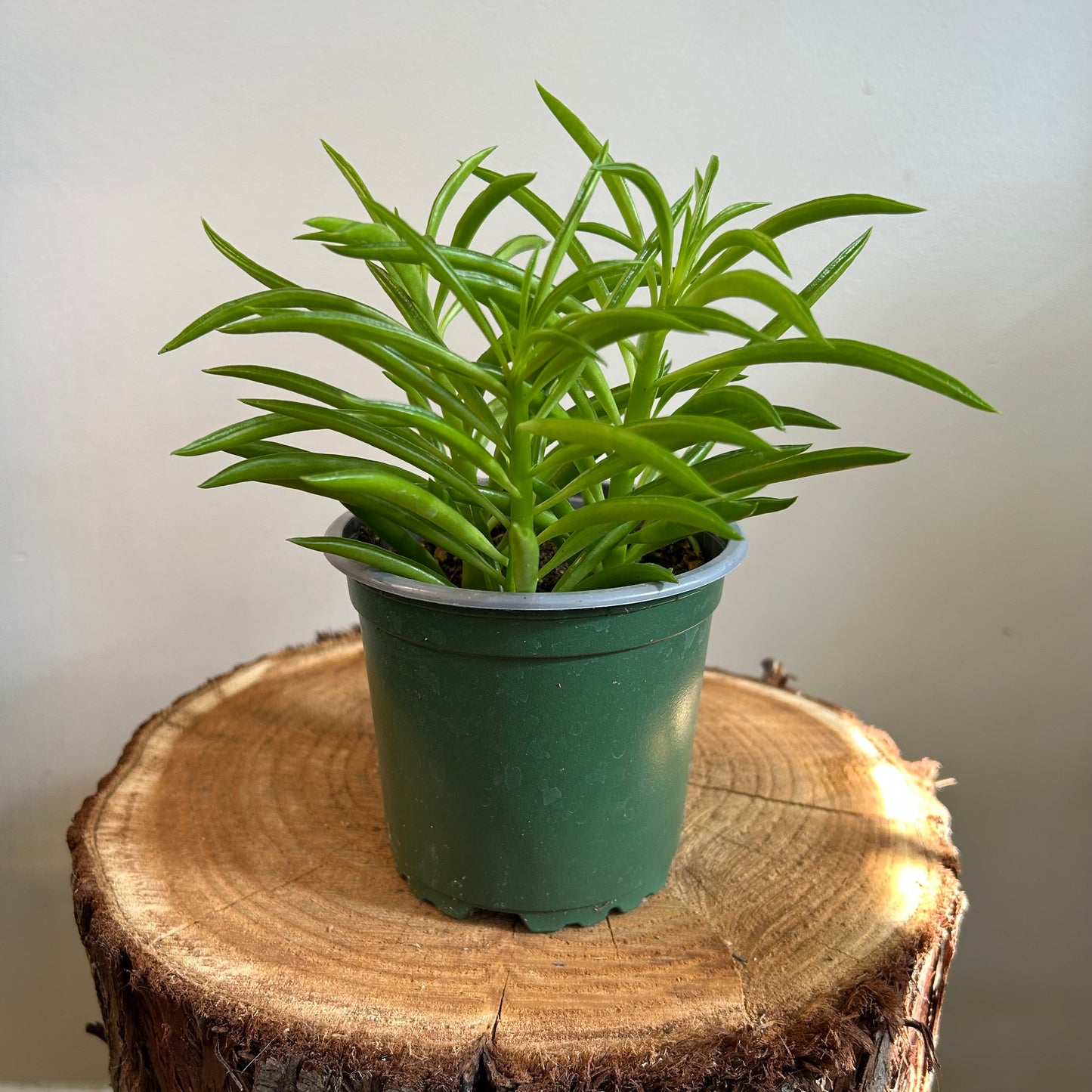Peperomia ‘Happy Bean’ (Peperomia ferreyrae)