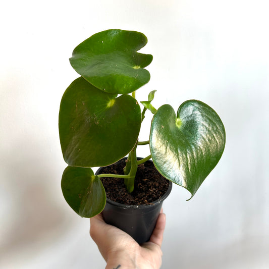 Peperomia polybotrya (Peperomia Raindrop)
