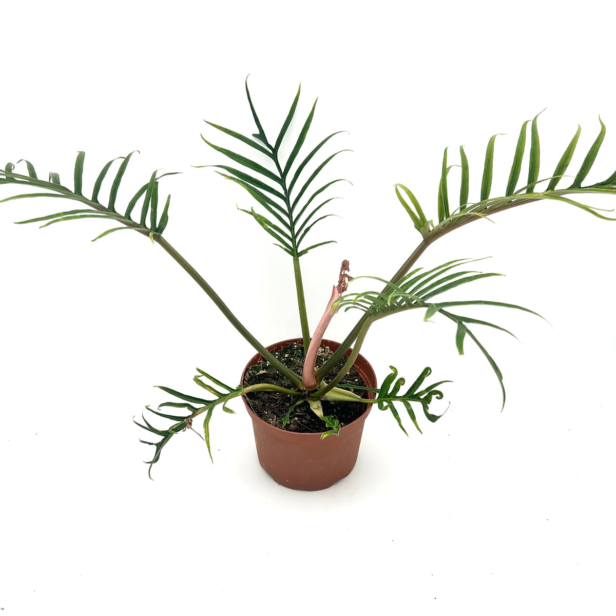 Philodendron Tortum