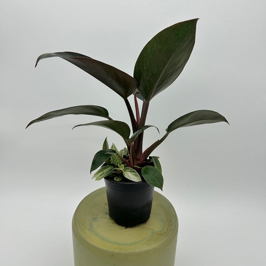 Philodendron Rojo Congo