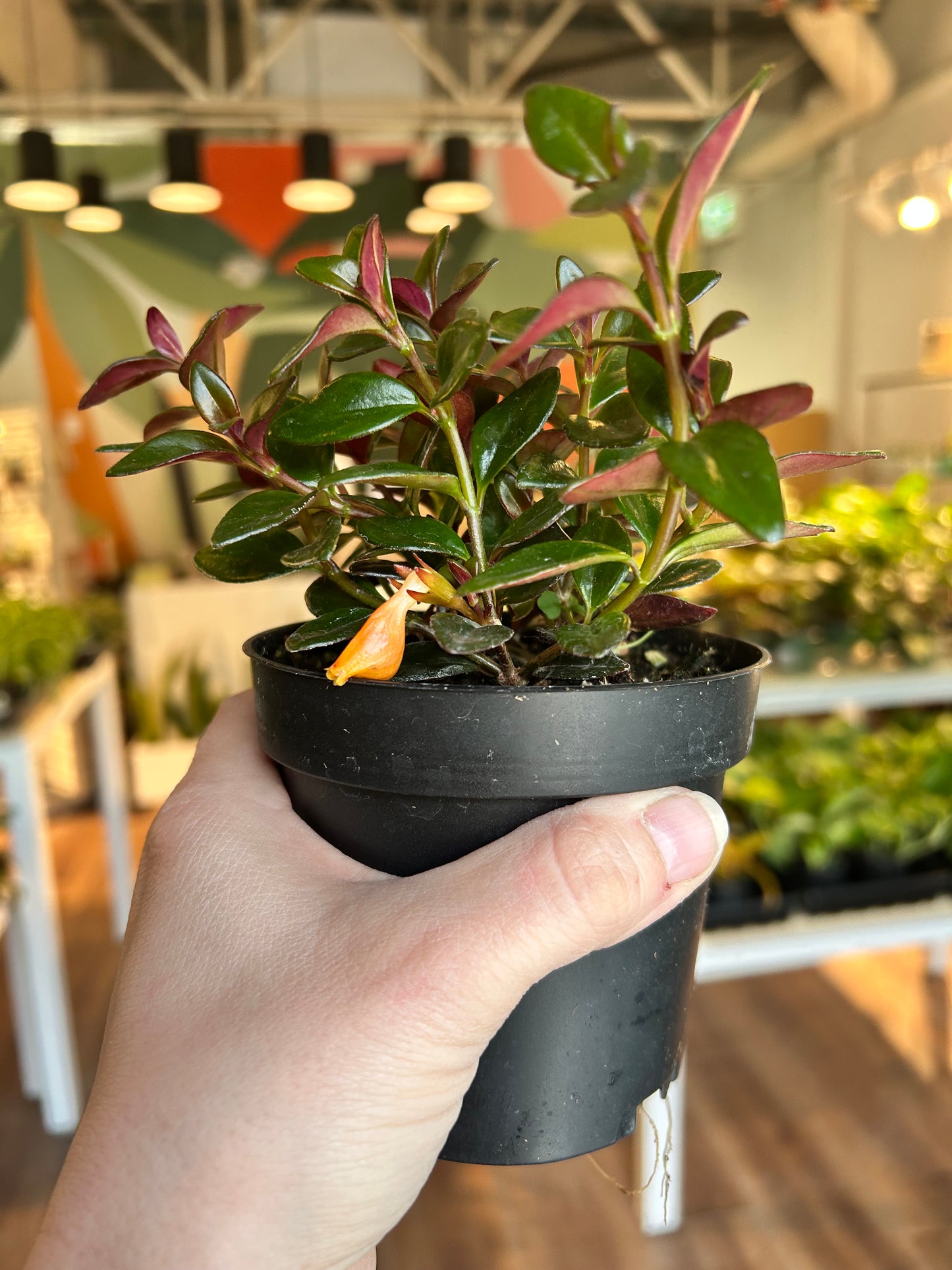 Goldfish Plant - Shady Heidy (Nematanthus gregarius)