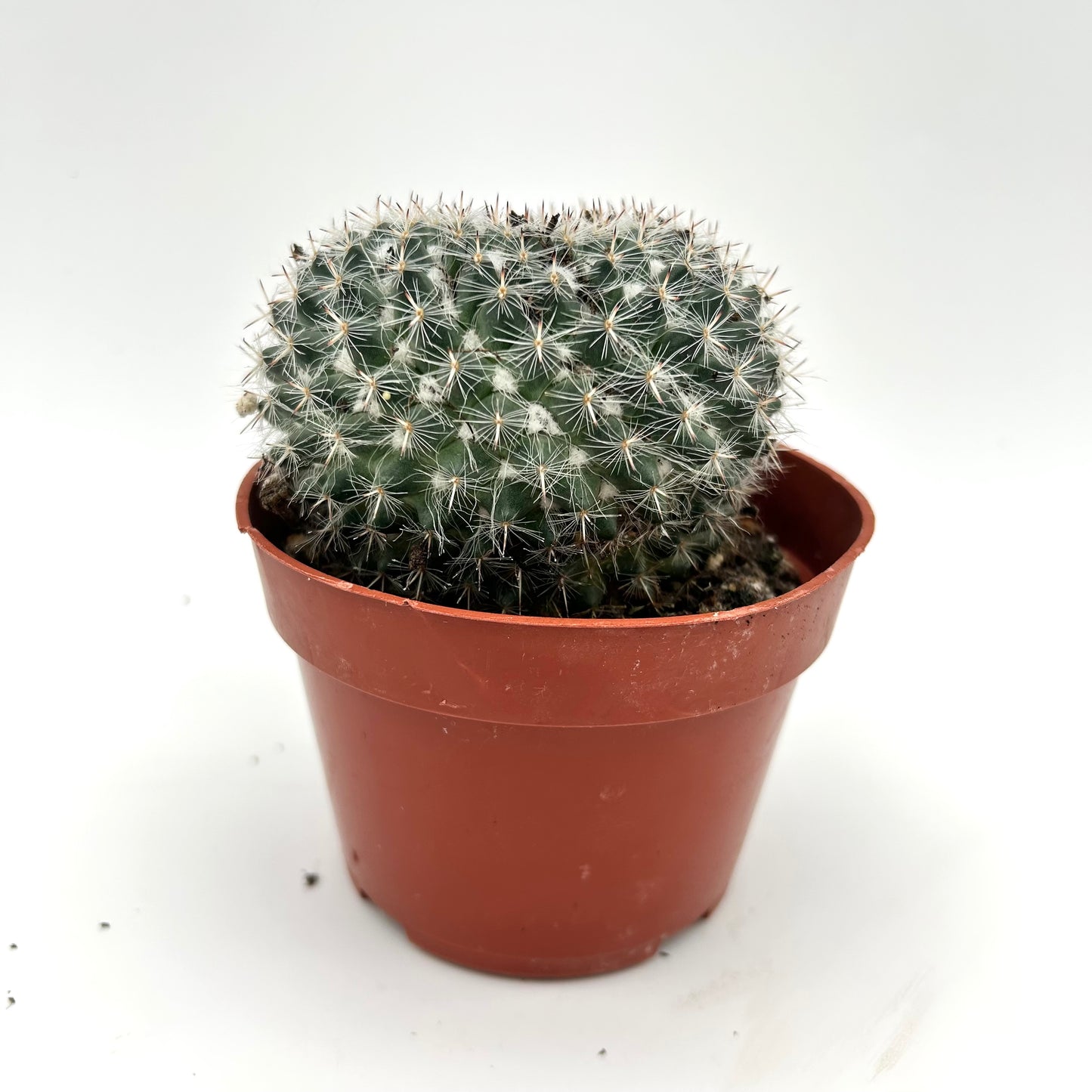 Mammillaria Cactus (Mammillaria spp.)