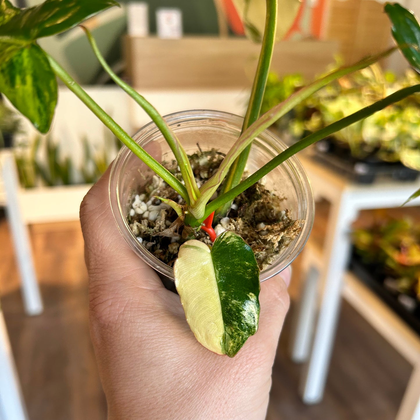 Philodendron 'Jennifer' (Florida Beauty x Billietiae) - Exact Plant