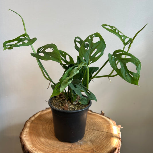 Monstera Swiss Cheese