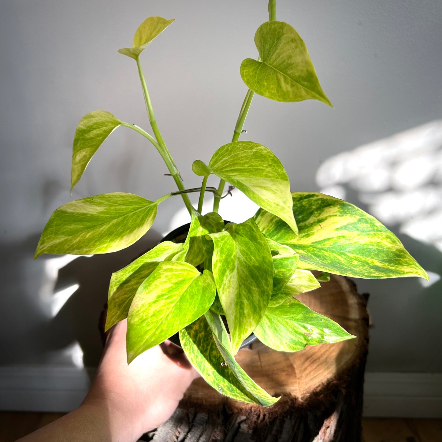 Neon Queen Pothos (Epipremnum aureum ‘Neon Queen’)