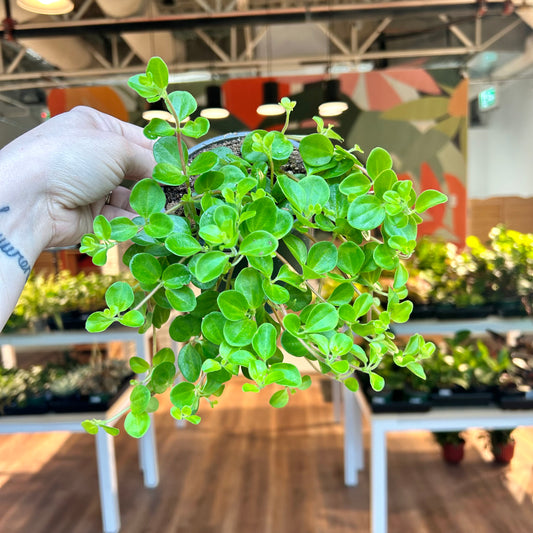 Peperomia Rotundifolia (Trailing Jade Peperomia)