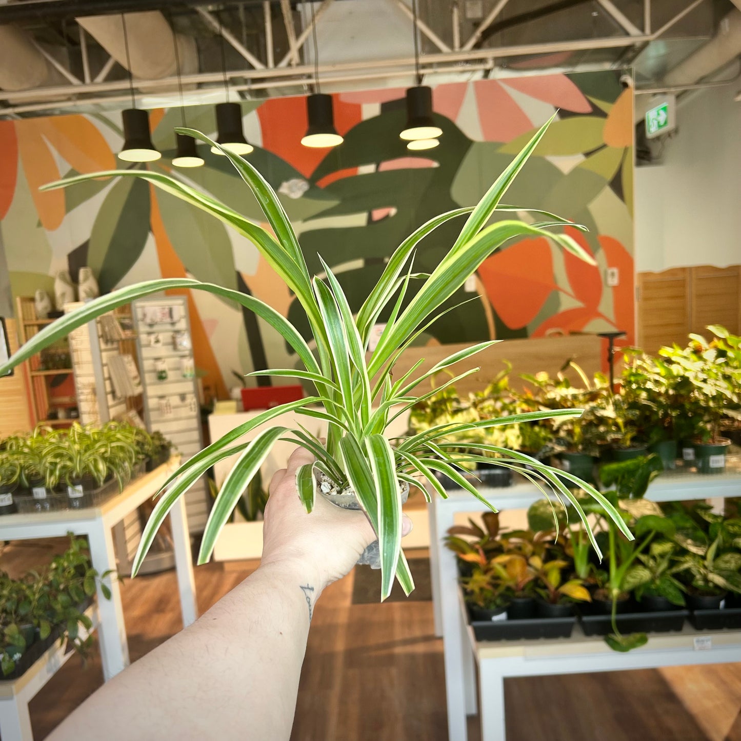 Spider Plant - Reverse