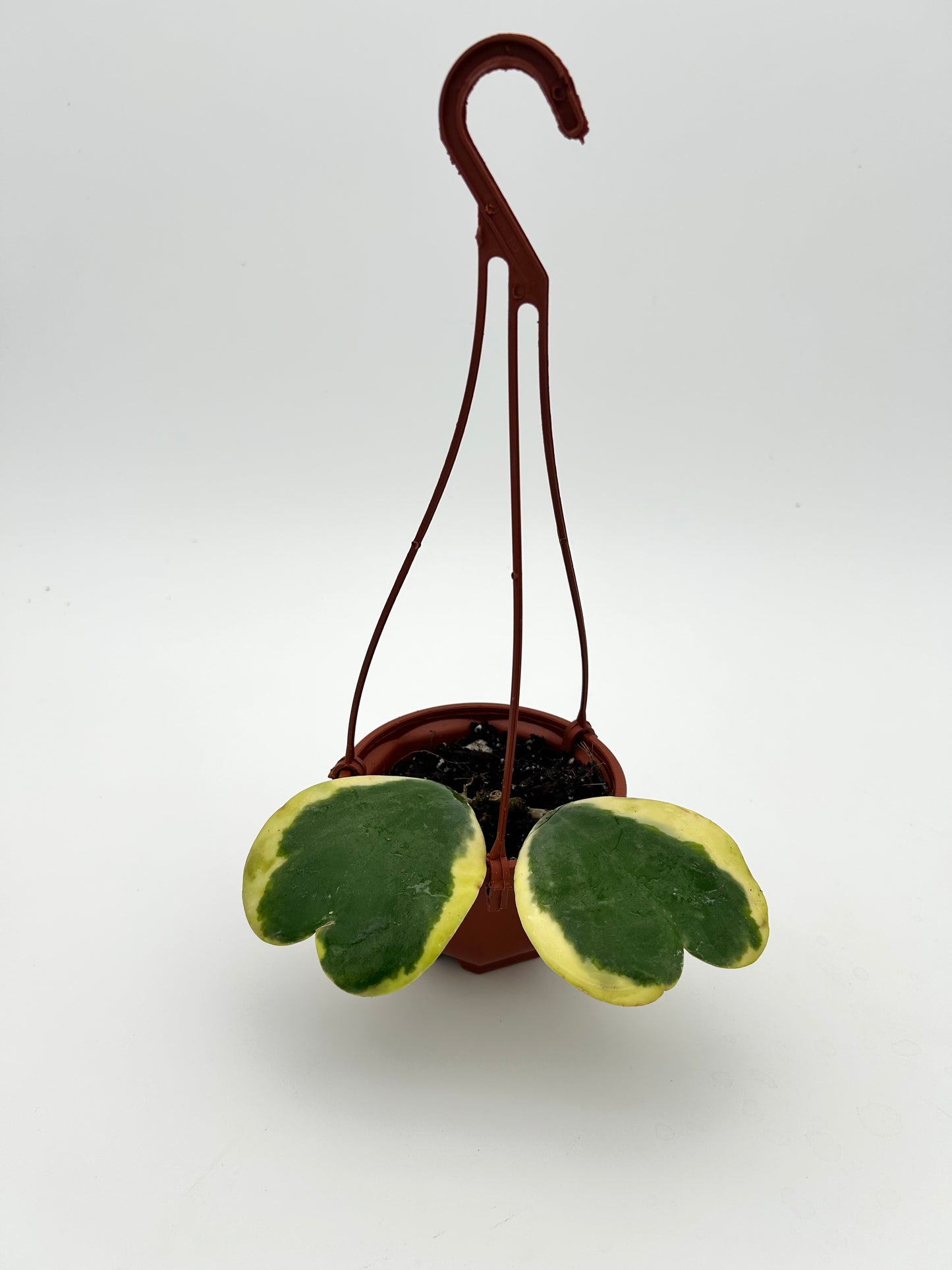 Hoya Kerrii Albomarginata (Outer Variegated)