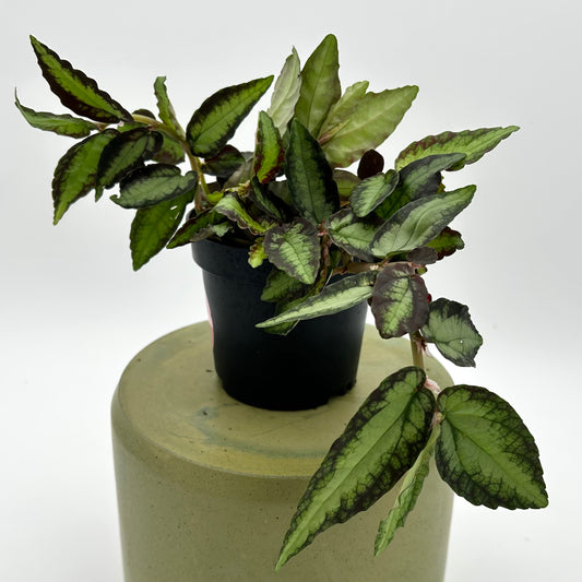Pellionia pulchra (Polynesian Ivy)