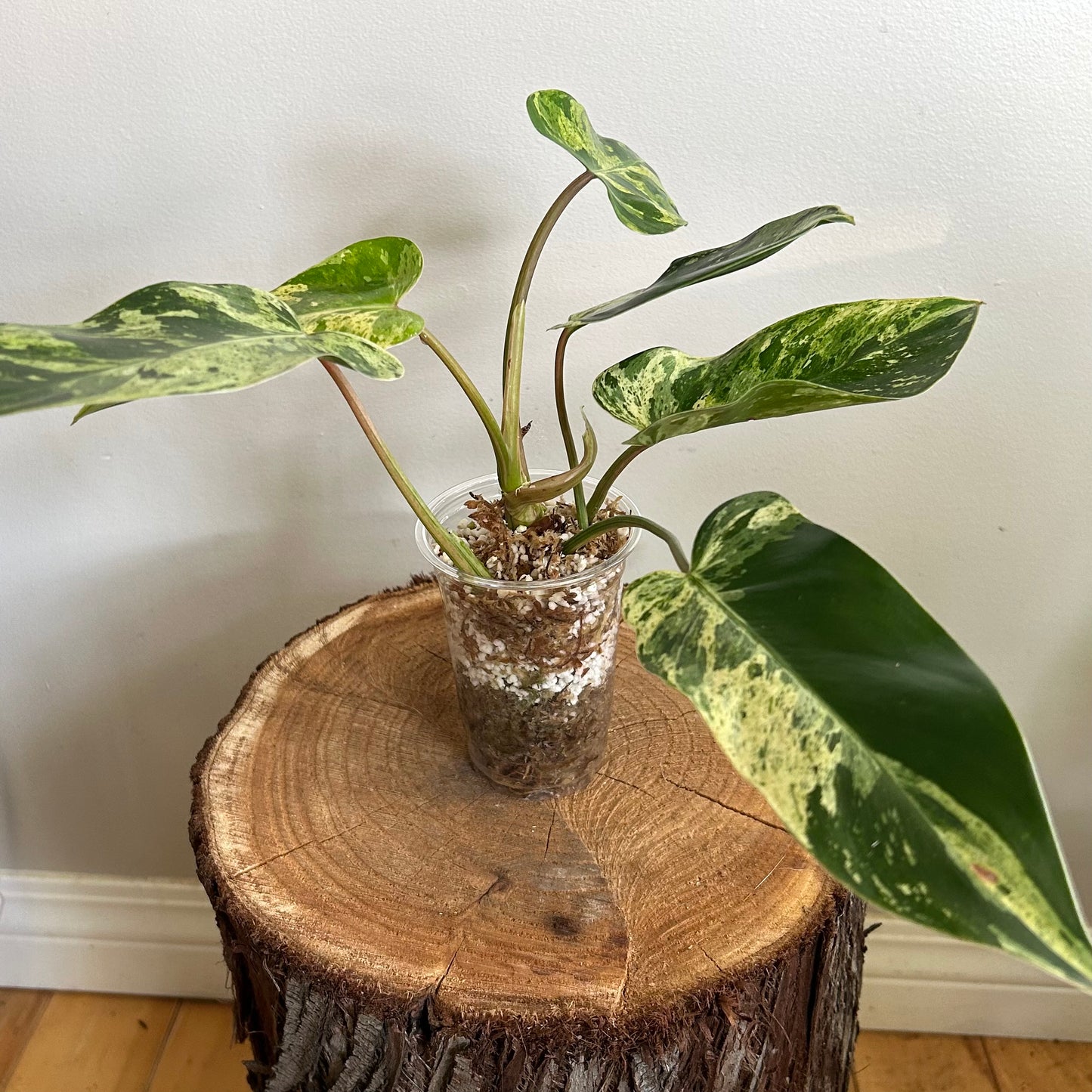 Philodendron 'Emerald King' - Exact Plant