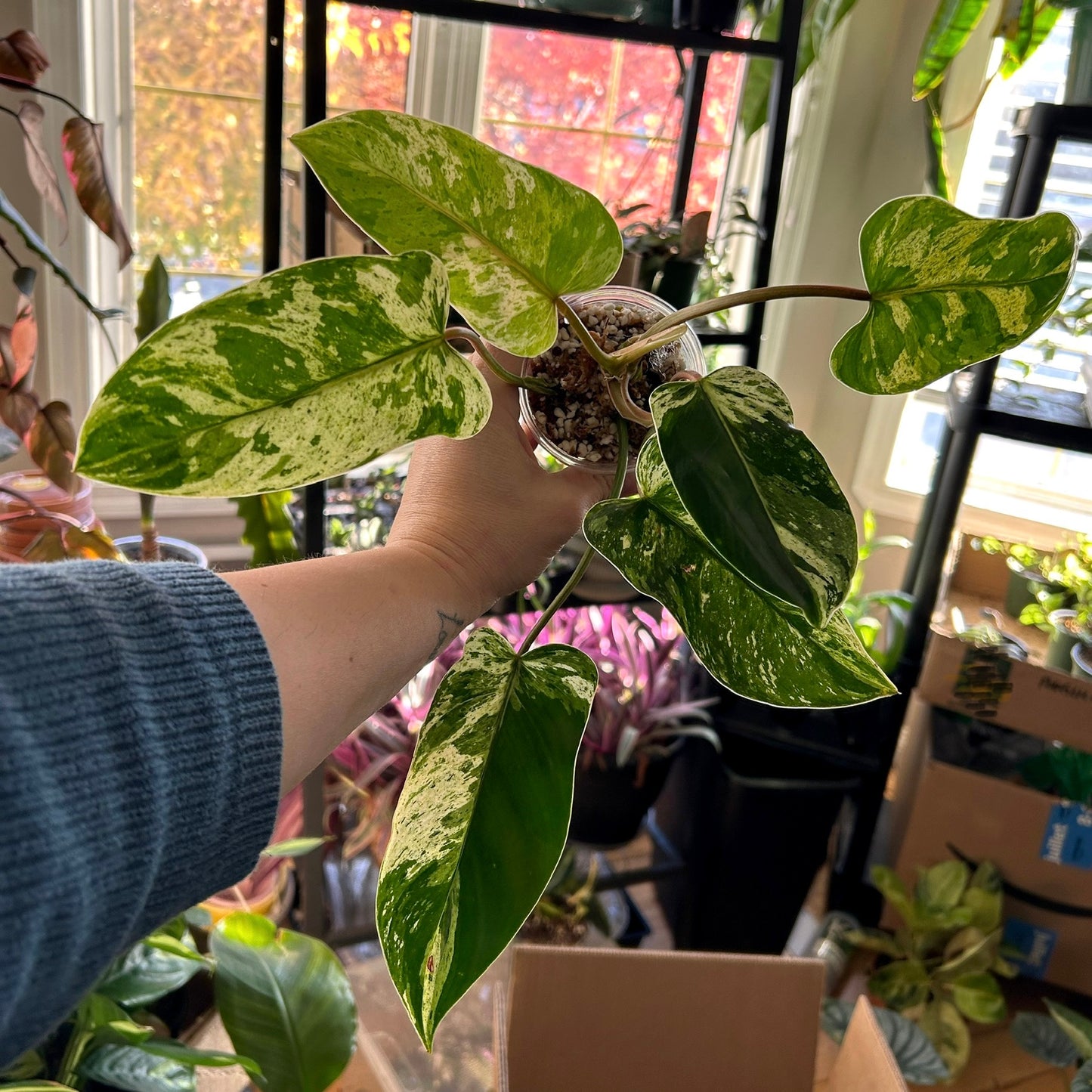 Philodendron 'Emerald King' - Exact Plant