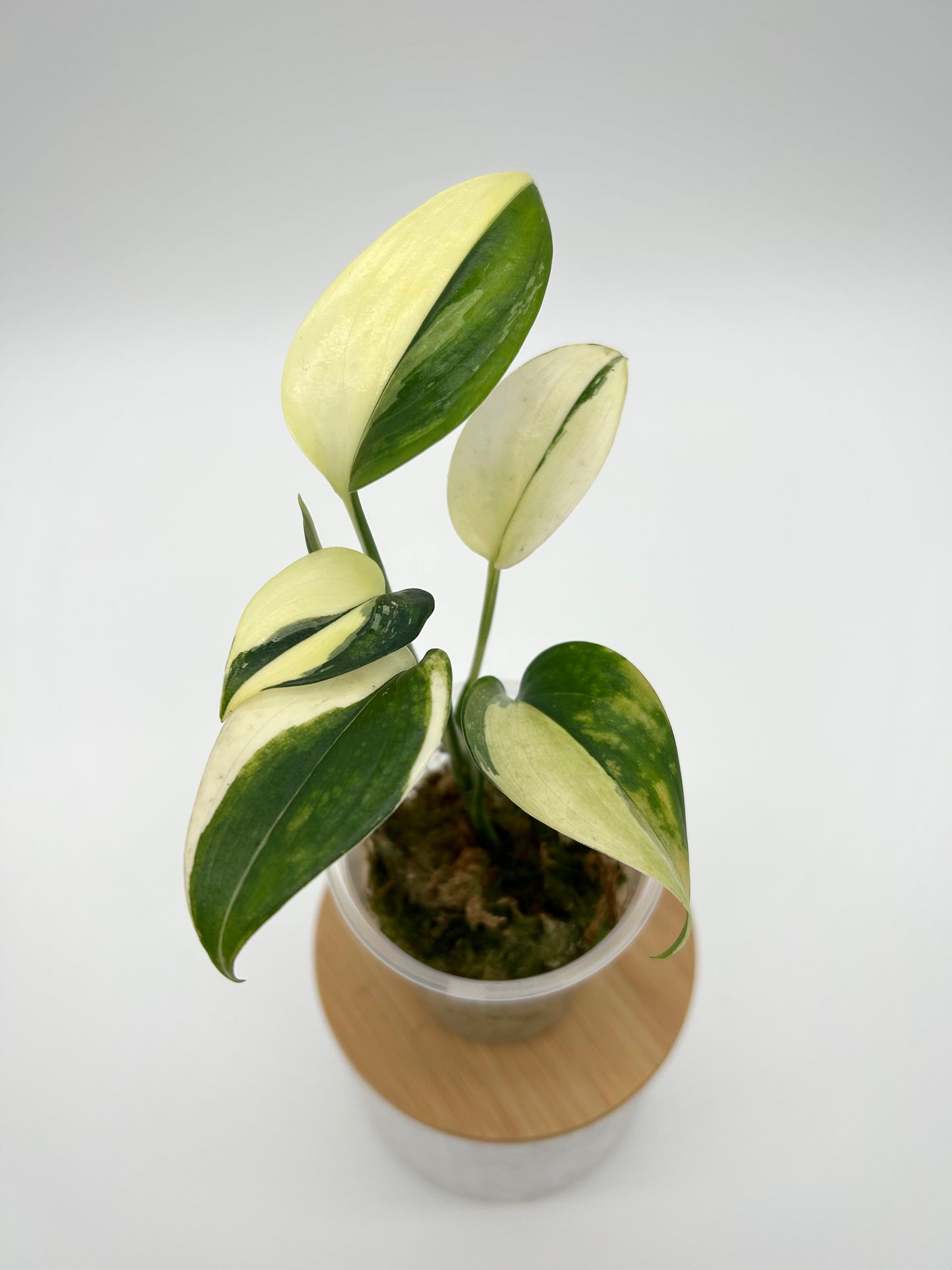 Scindapsus 'Blue Albo' - Exact Plant