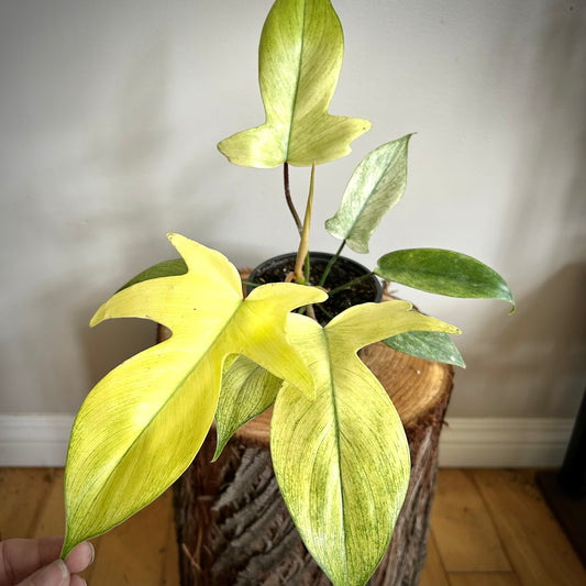 Philodendron Florida Ghost