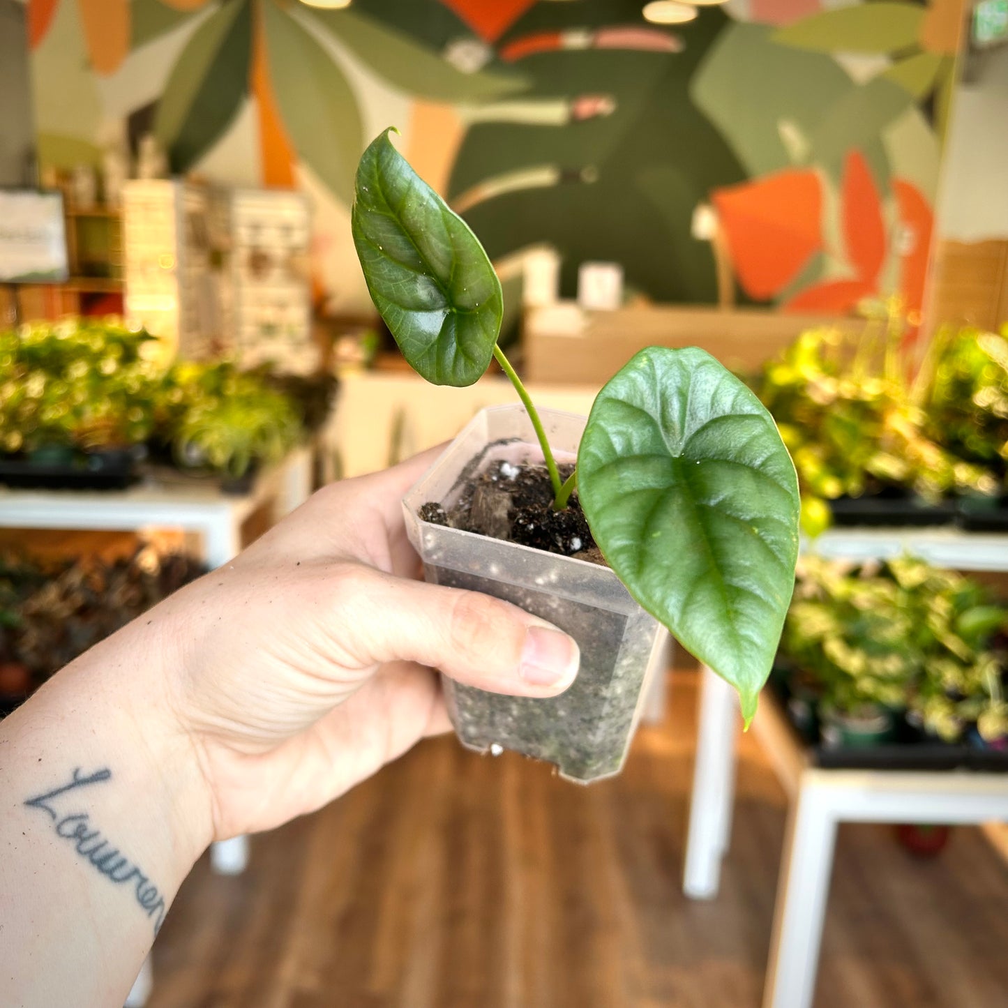Alocasia Sinuata