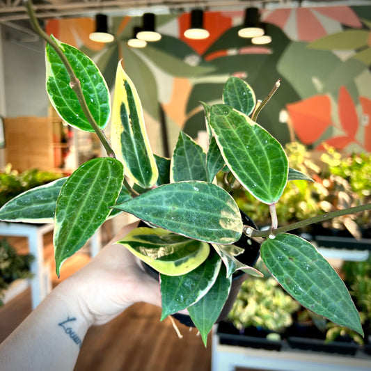 Hoya latifolia ‘Albomarginata’