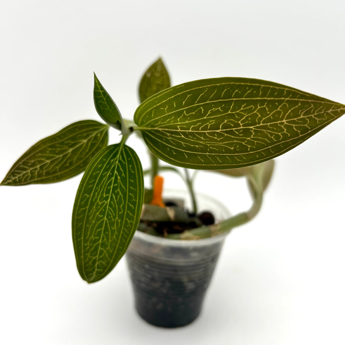 Ludisia Discolour Var. Alba (Jewel Orchid) - Exact Plant