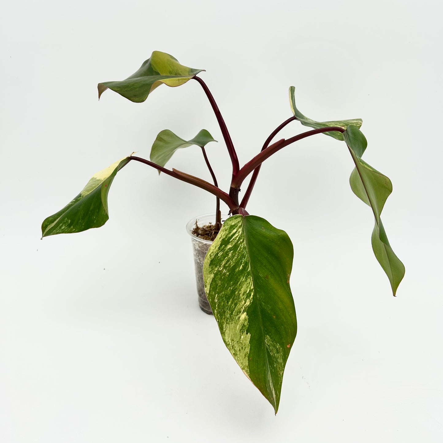 Philodendron "Strawberry Shake” - Exact Plant