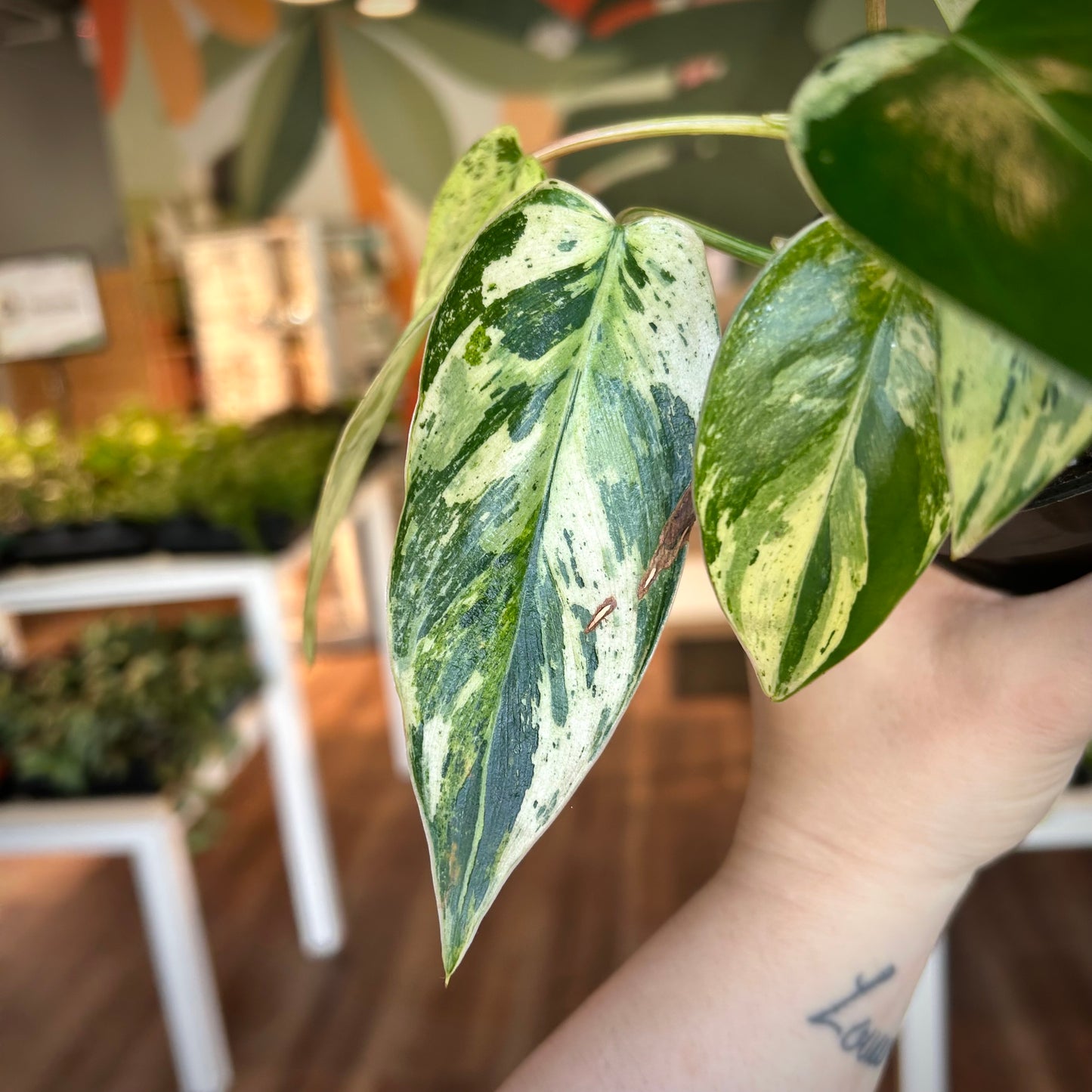 Philodendron 'Emerald King' - Exact Plant