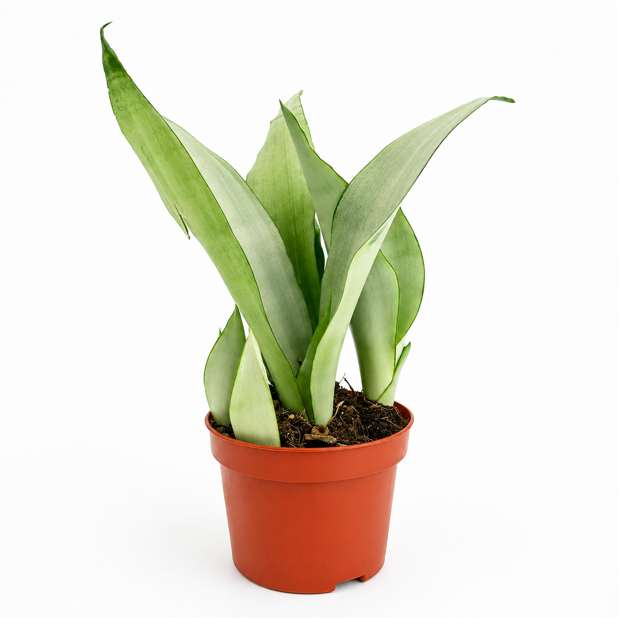 Sansevieria 'Moonshine’