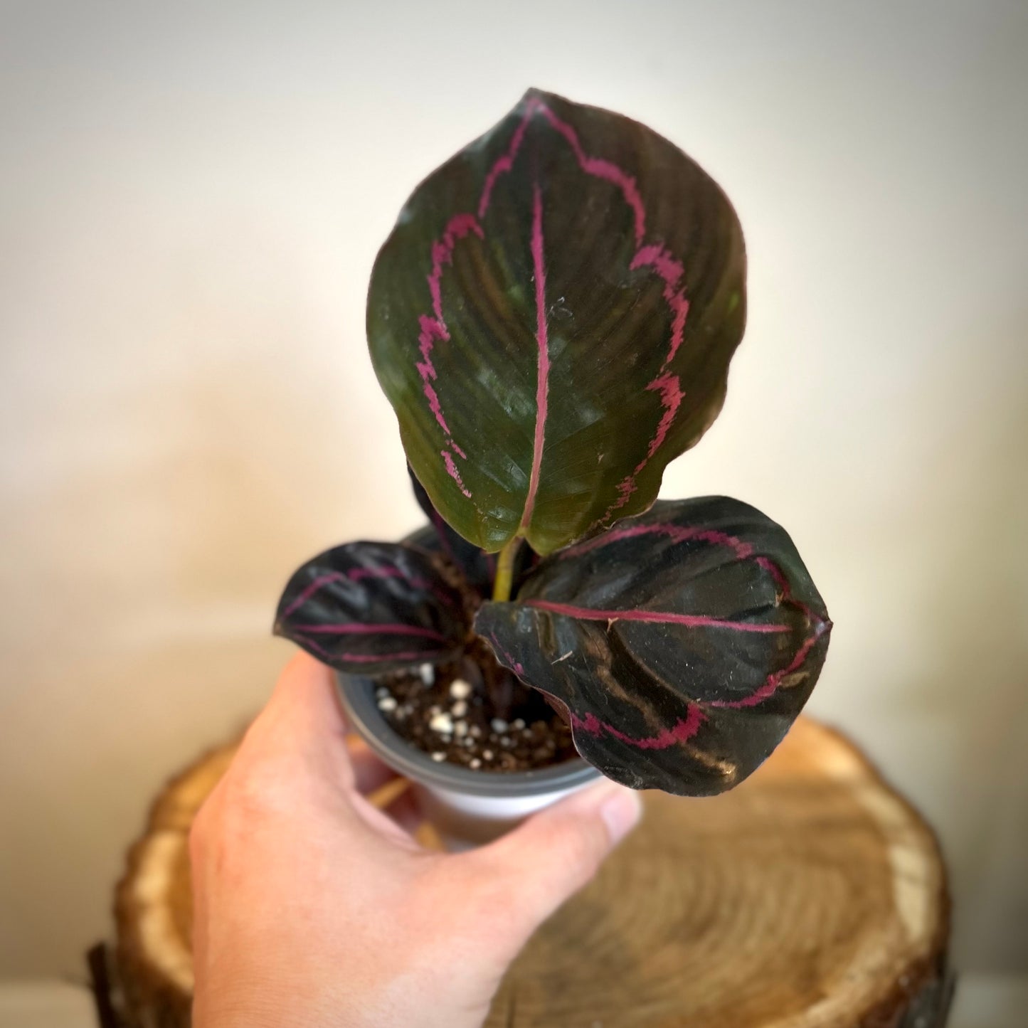Calathea Roseopicta 'Dottie'