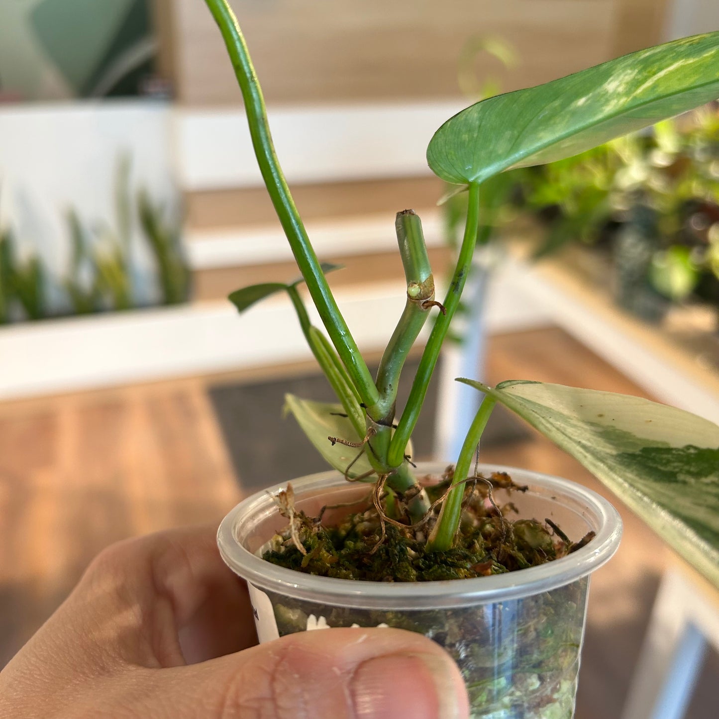 Philodendron 'Violin’ Variegated (Philodendron bipennifolium variegated) - Rooted bottom cutting, active node - Exact Plant