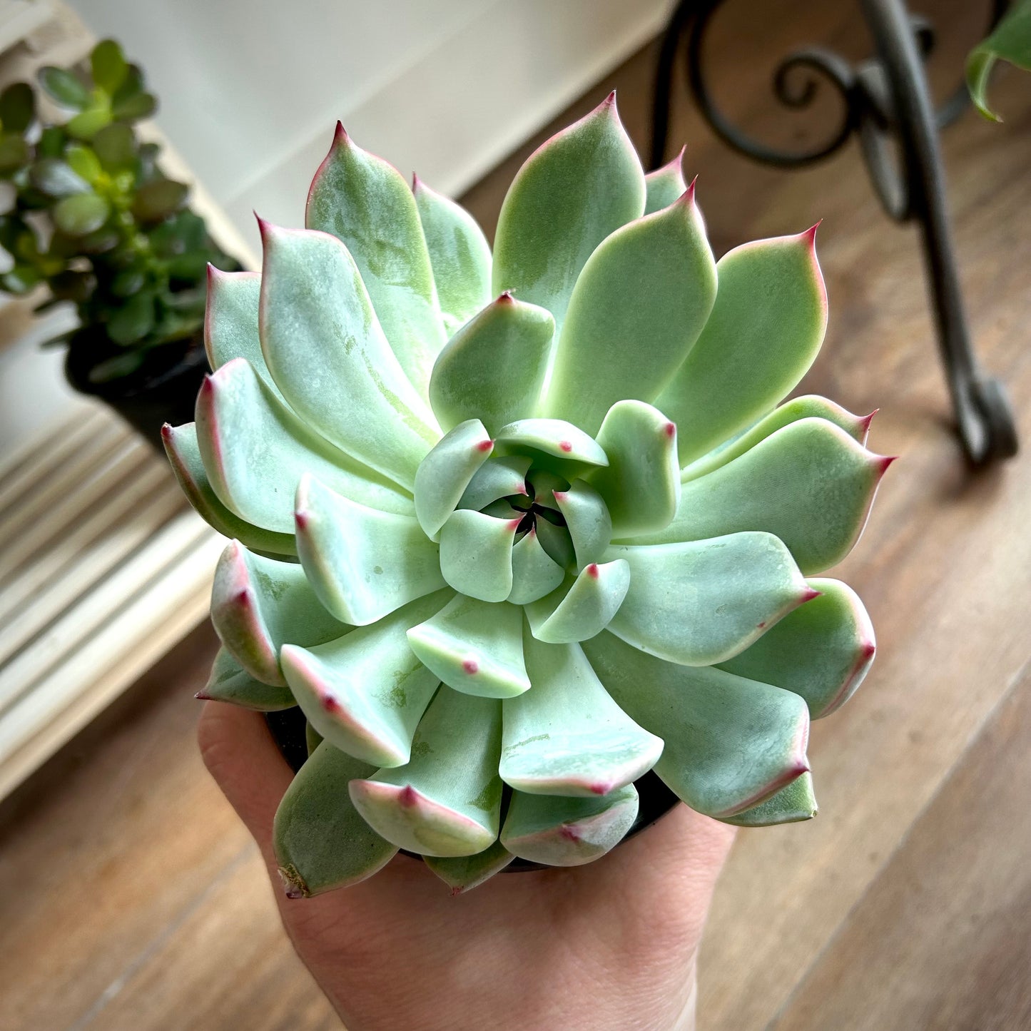 Echeveria 'Tippy'