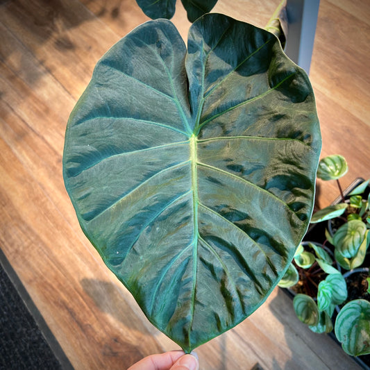 Alocasia Regal Shield