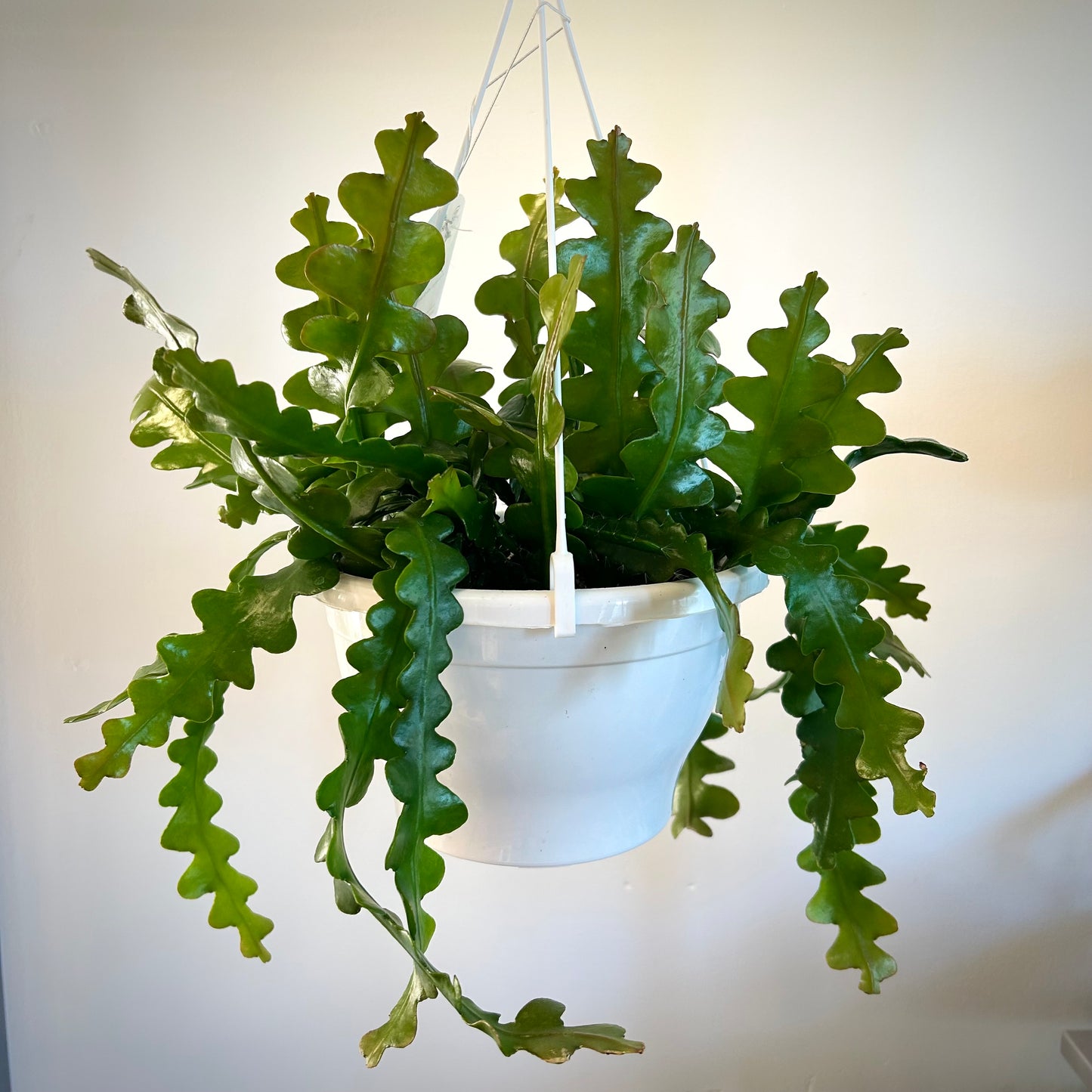 Epiphyllum Anguliger - Fishbone Fire Cactus