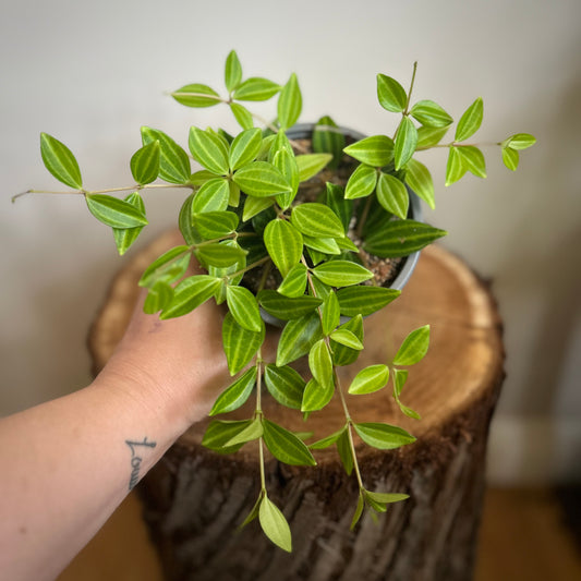 Peperomia Angulata (Beetle Peperomia)