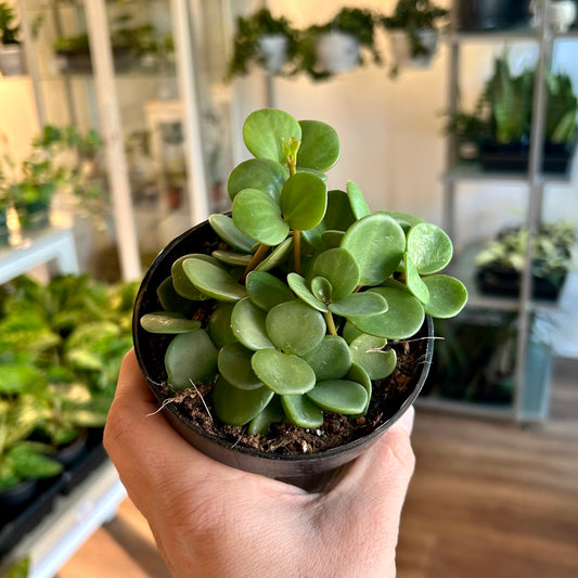 Peperomia ‘Hope’ (Peperomia tetraphylla)