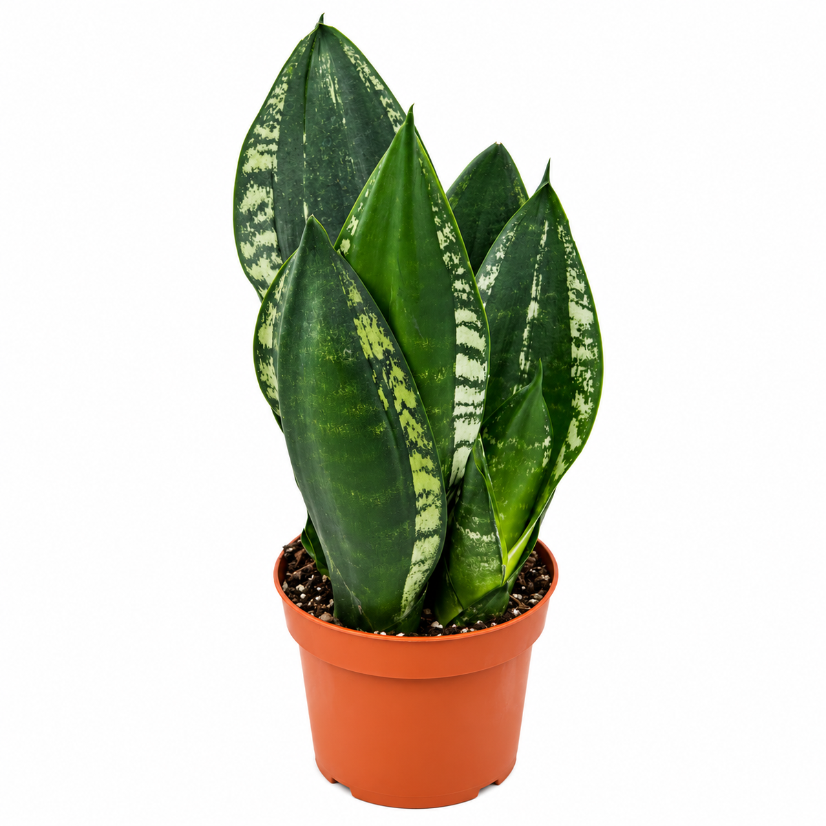 Sansevieria Trifasciata 'Whitney’