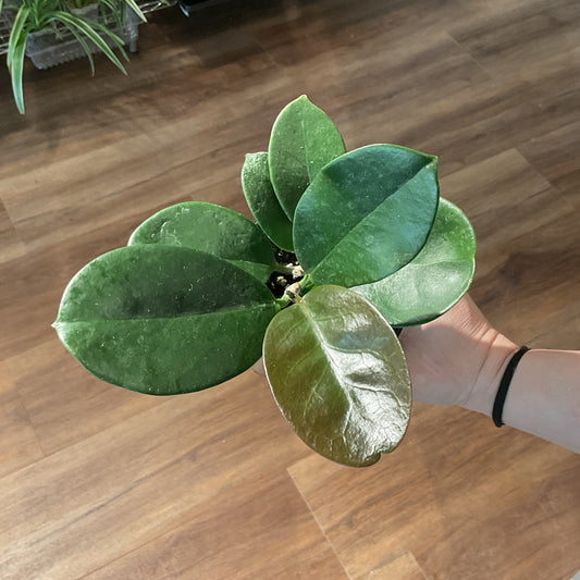 Hoya Obovata