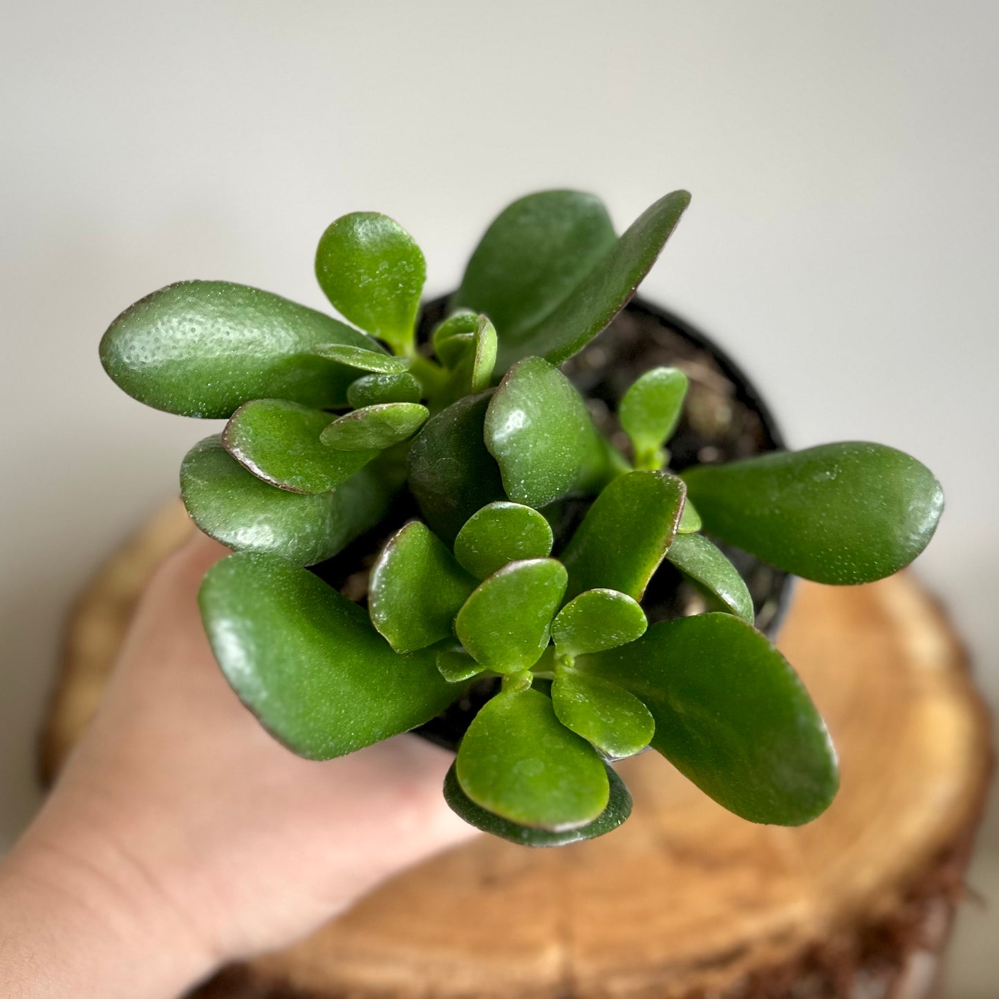 Crassula Ovata / Jade