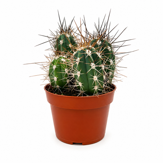 Toothpick Cactus (Stetsonia coryne)