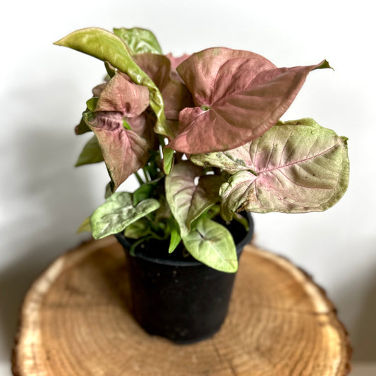 Syngonium podophyllum 'Neon' (Arrowhead Vine)