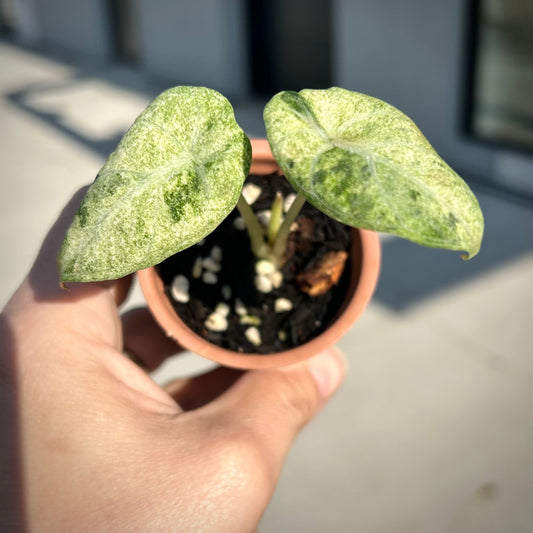 Alocasia Ninja Tricolour Splash - Corm grown, exact plant