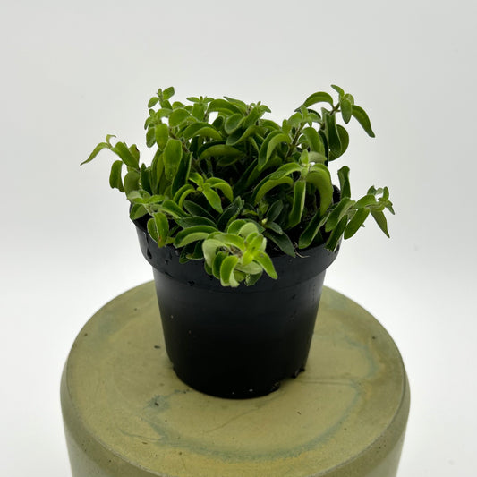 Lipstick ‘Twister’ (Aeschynanthus radicans ‘Twister’)