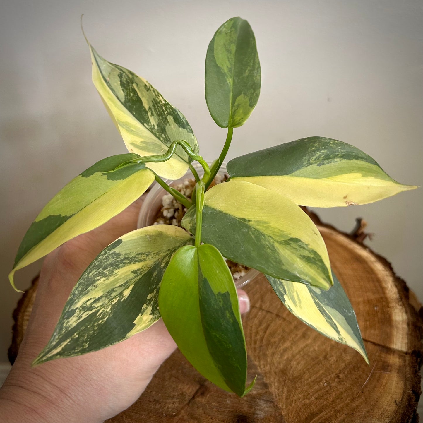 Philodendron 'Violin’ Variegated (Philodendron bipennifolium variegated) - Exact Plant