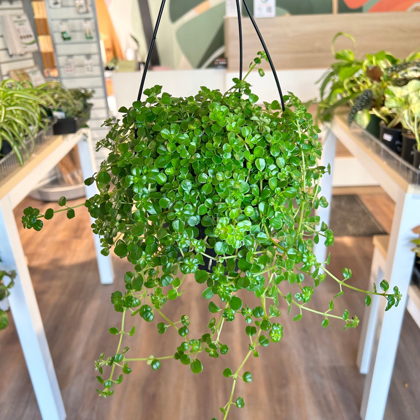 Pilea 'Baby Tears'